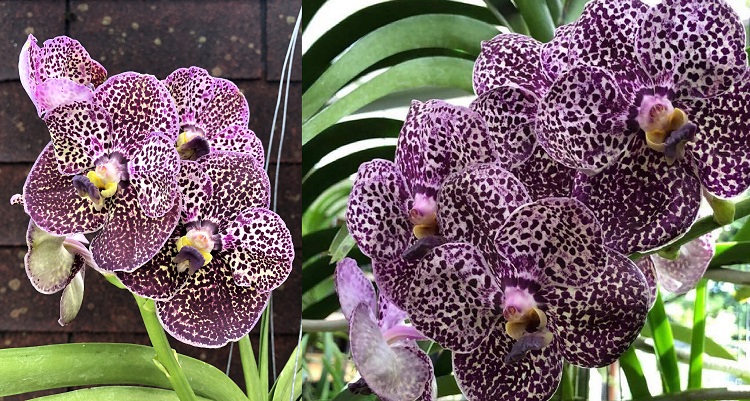 685 ВАНДА (VANDA Kulwadee FragranceNo.27) (17)...jpg