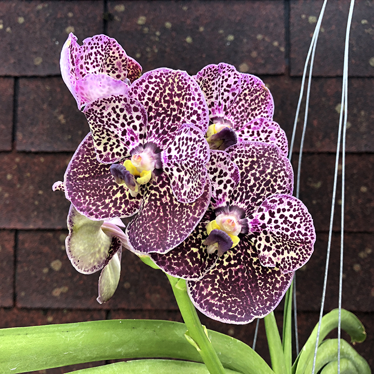 685 ВАНДА (VANDA Kulwadee FragranceNo.27) (17)-2.jpg