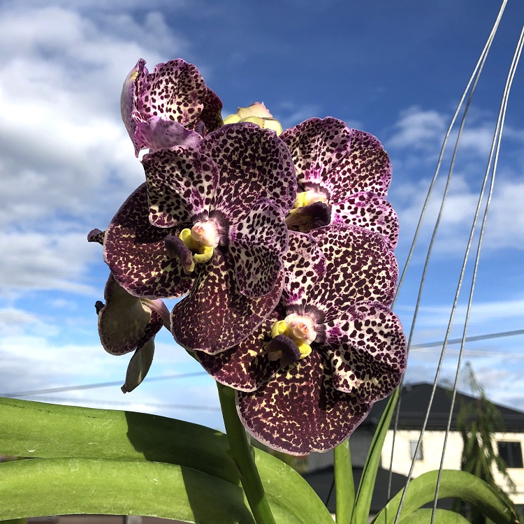 685 ВАНДА (VANDA Kulwadee FragranceNo.27) (9)-2.jpg