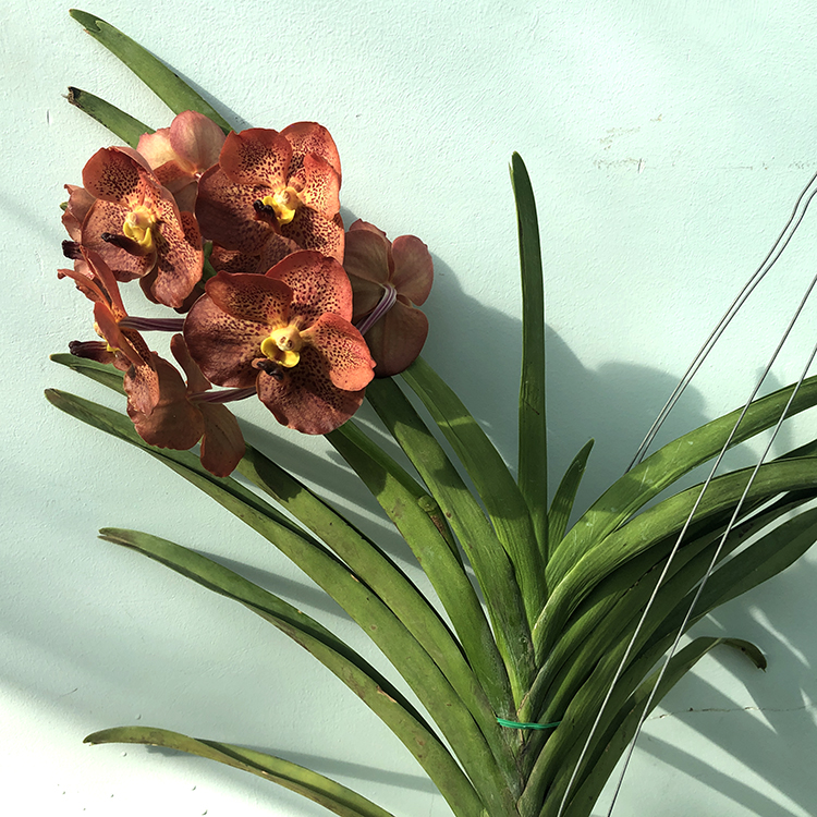686 ВАНДА (VANDA Nopporn Gold x Dr.Anek No.228) (4)-2.jpg