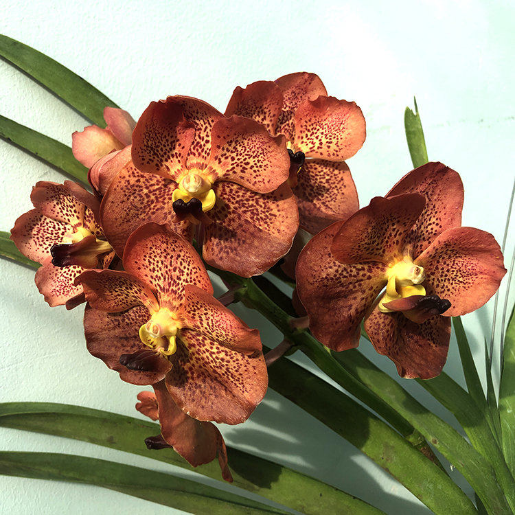 686 ВАНДА (VANDA Nopporn Gold x Dr.Anek No.228) (7)-2.jpg