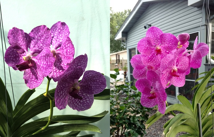 687 ВАНДА (VANDA Pachara Delight ,Pink) (13)...jpg