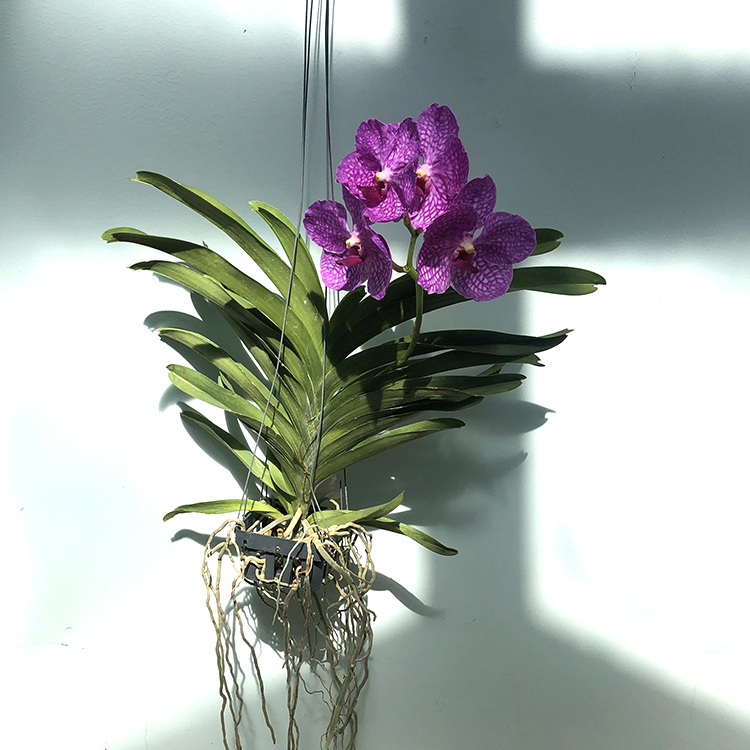 687 ВАНДА (VANDA Pachara Delight ,Pink) (6)-2.jpg
