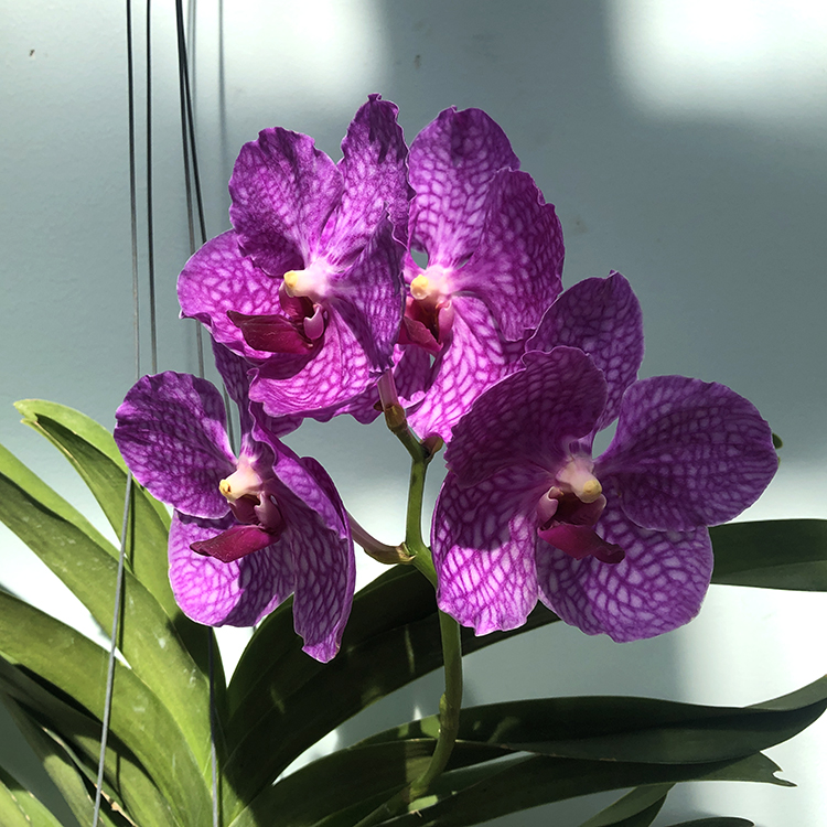 687 ВАНДА (VANDA Pachara Delight ,Pink)-2.jpg