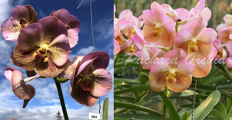 688 ВАНДА (VANDA Prapathom Gold, 4N x V.sanderiana) (14)...jpg
