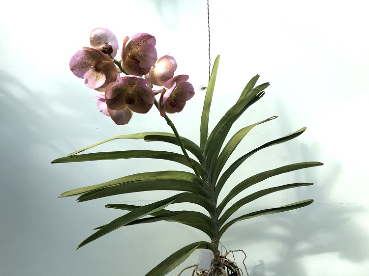 688 ВАНДА (VANDA Prapathom Gold, 4N x V.sanderiana) (3).jpg