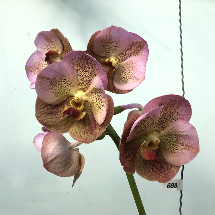 688 ВАНДА (VANDA Prapathom Gold, 4N x V.sanderiana) (5)-2.jpg