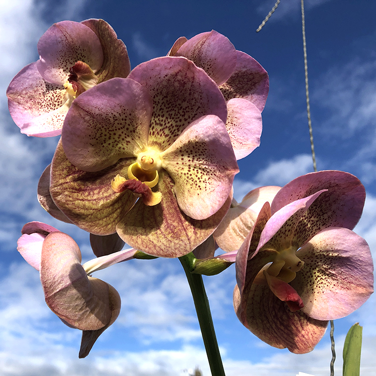 688 ВАНДА (VANDA Prapathom Gold, 4N x V.sanderiana) (14)-2.jpg