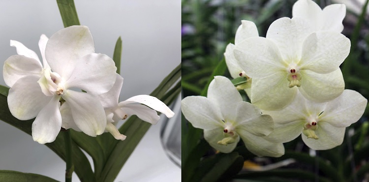690 ВАНДА (VANDA Royal Sapphire x V.coerulea 'Alba'-) (4)...jpg