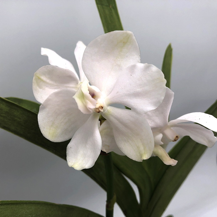 690 ВАНДА (VANDA Royal Sapphire x V.coerulea 'Alba'-) (4)-2.jpg