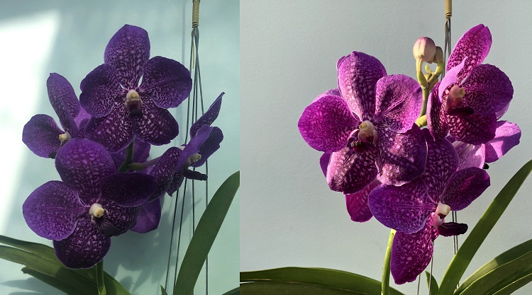 692 ВАНДА (VANDA Pakpanang Blue) (18)-22.jpg