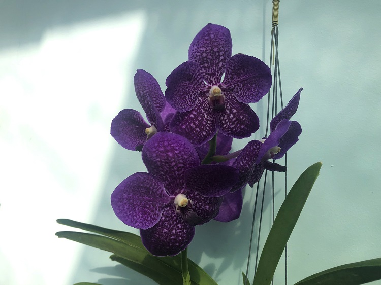692 ВАНДА (VANDA Pakpanang Blue) (18).jpg