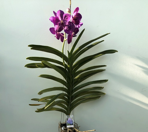 692 ВАНДА (VANDA Pakpanang Blue) (2).jpg