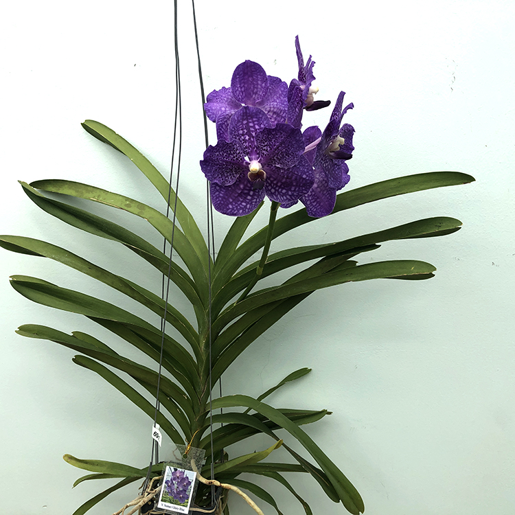 691 ВАНДА (VANDA Somsri Glory Blue) (20)-2.jpg