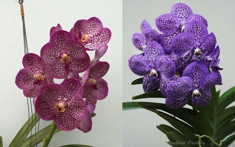693 ВАНДА (VANDA Viboon x Gordon Dillon) (8).JPG