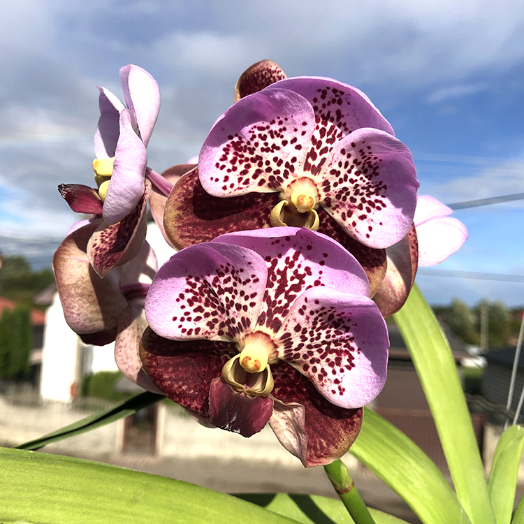 694 ВАНДА (VANDA Taveesuksa x Lenavat xPimchai Beauty) (8)-2.jpg