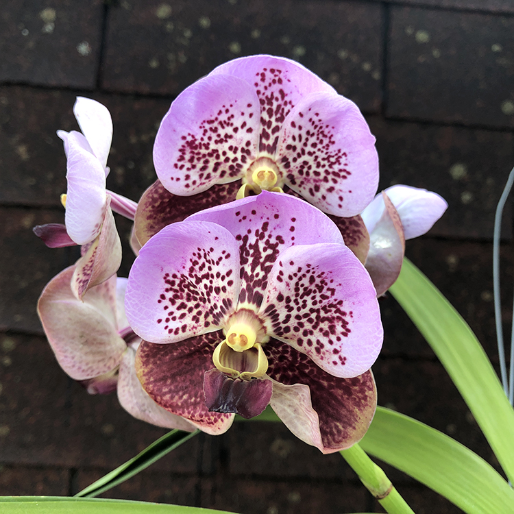 694 ВАНДА (VANDA Taveesuksa x Lenavat xPimchai Beauty) (10)-2.jpg