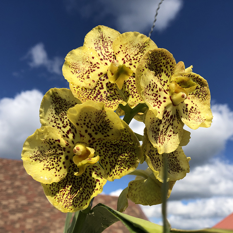 703 ВАНДА (VANDA Prapathom Gold xJiraprapa x PranermPraiNo.15) (22)-2.jpg
