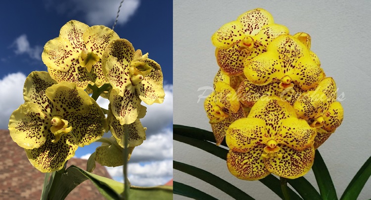 703 ВАНДА (VANDA Prapathom Gold xJiraprapa x PranermPraiNo.15) (22)-22.jpg