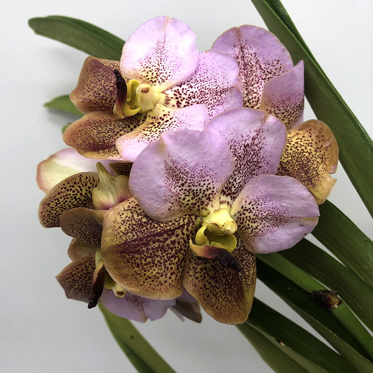 704 ВАНДА (VANDA Jiraprapa xSuksamranSpot xTubtimVelvet (2Tone Pink-Red )) (23)-2.jpg