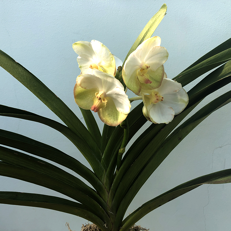705 ВАНДА (VANDA Krienkrai Yellow xRasri Gold No.273) (10)-2.jpg