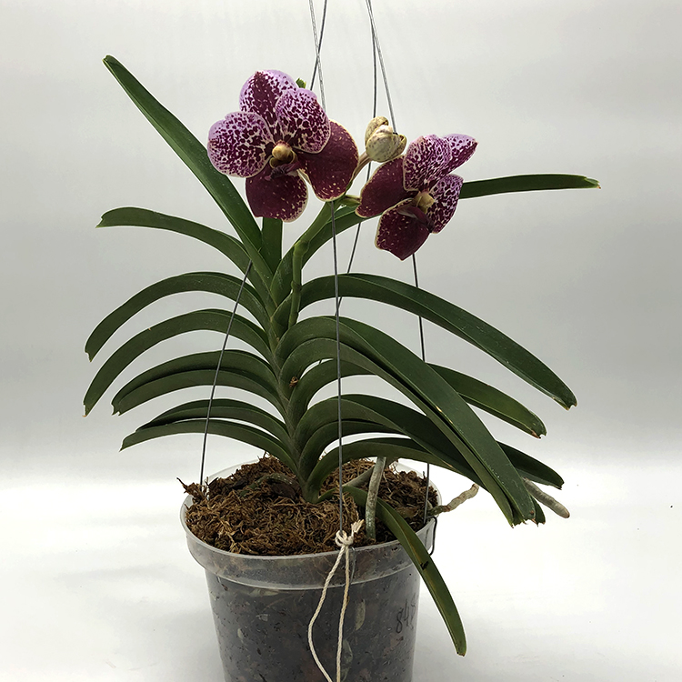 848.kt 7112 v. black magic doctor anek x v. sanderiana (3)-2.jpg