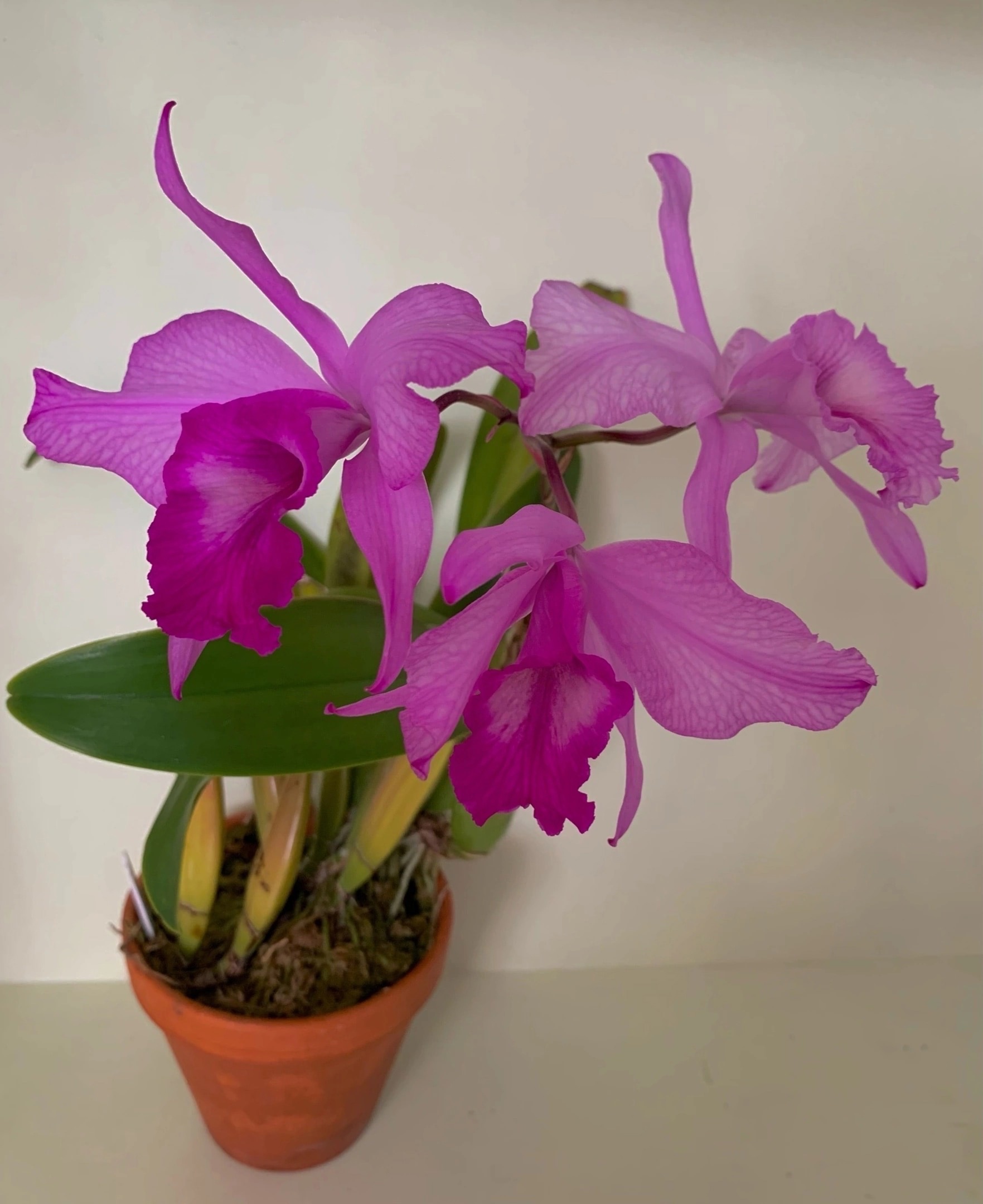 C.trianae x L.rubescens 1.jpg