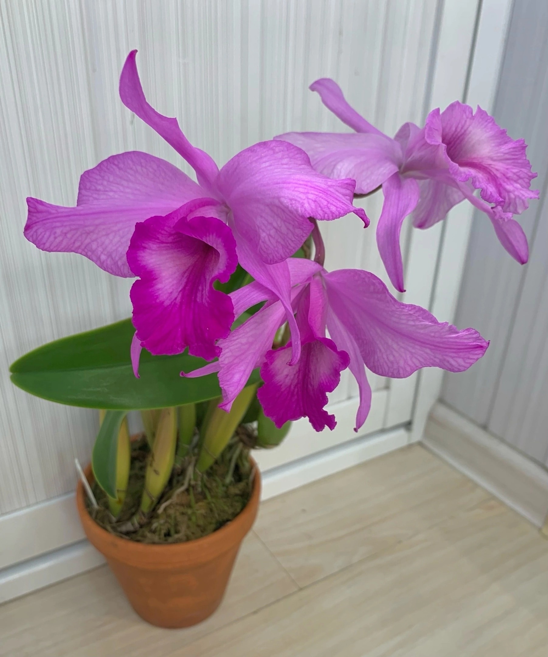 C.trianae x L.rubescens 2.jpg