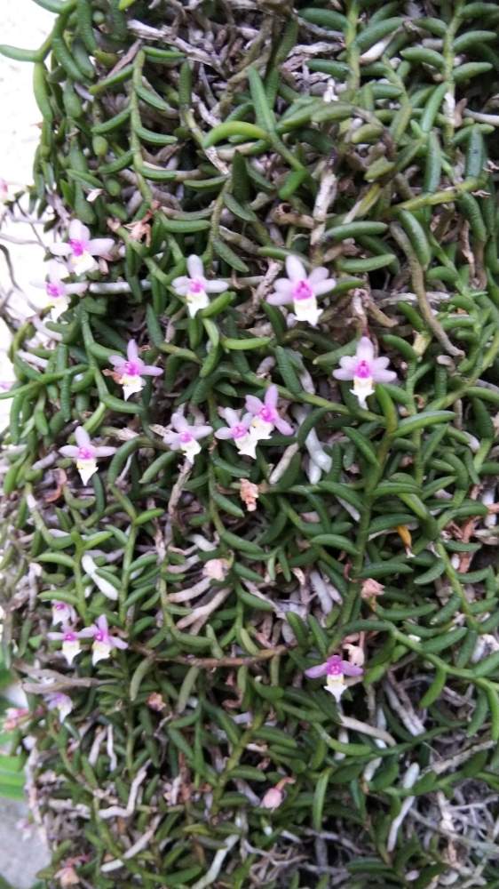 Cleisostoma scolopendrifolium 1.jpg
