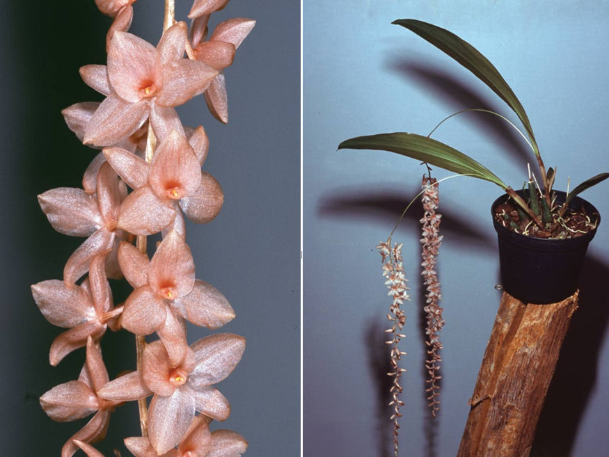 Dendrochilum hampelii.jpg