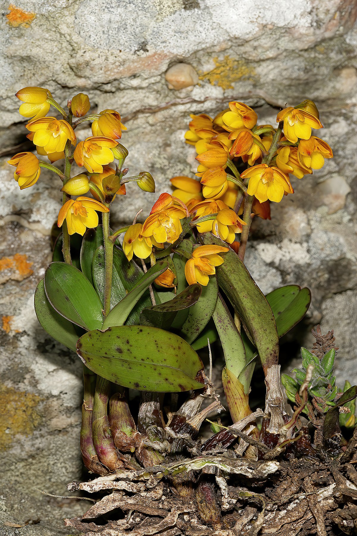 Polystachya pubescens 1.jpg