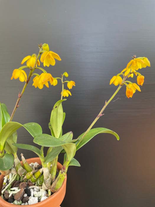 Polystachya pubescens 2.jpg