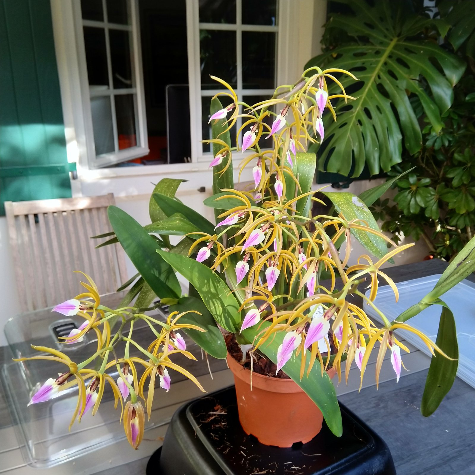 Prosthechea brassavolae 1.jpg