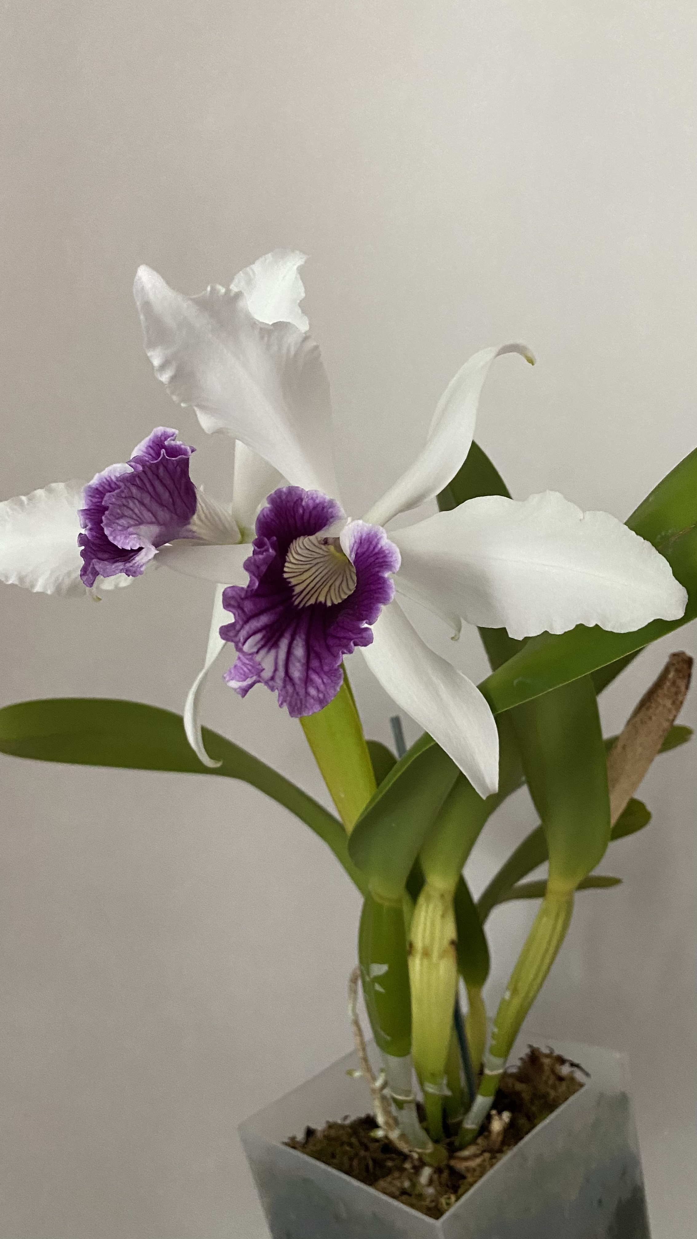 604848CF-70C6-48DA-A69F-08CE7076EFEC.jpeg