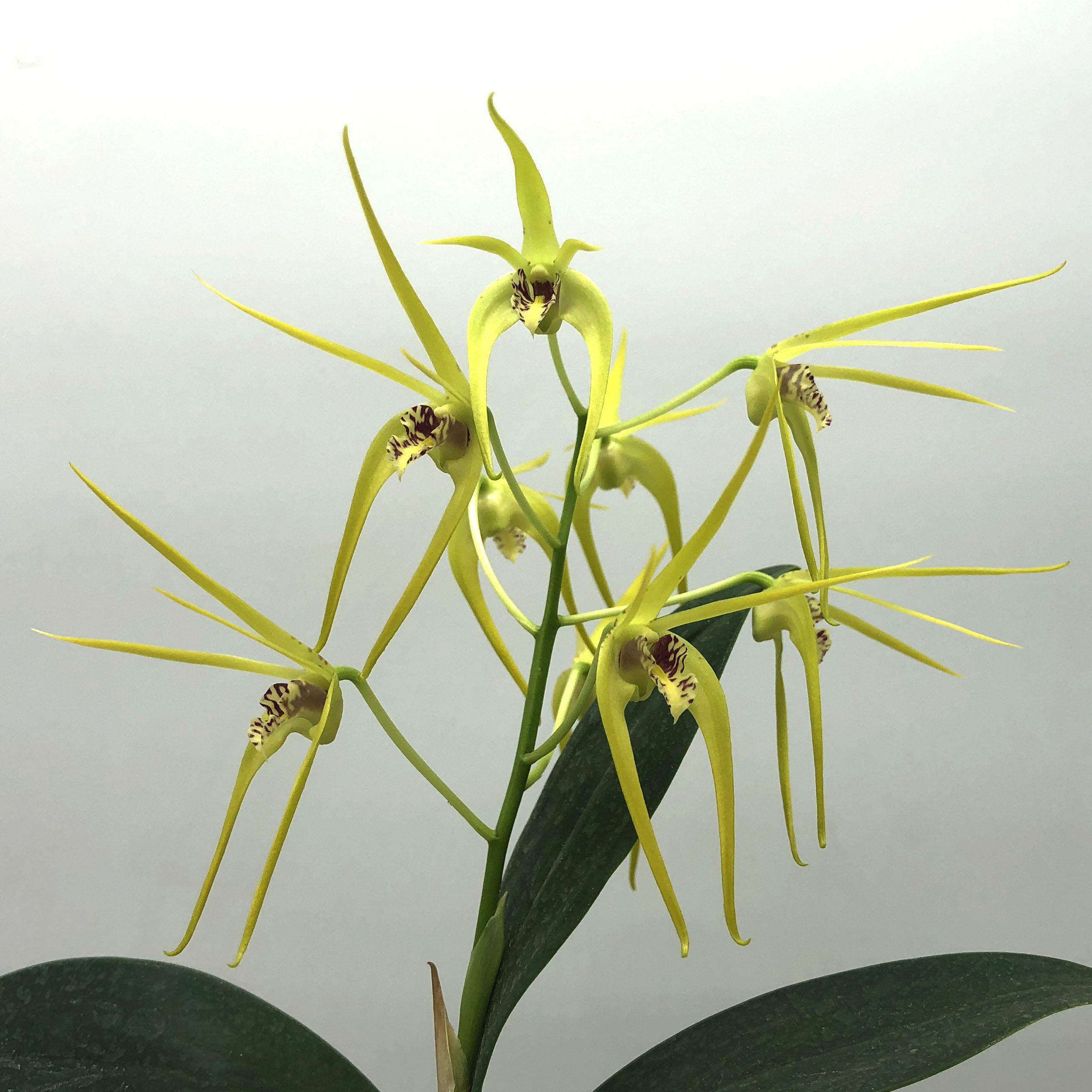 Дендробиум (Dendrobium Hilda Poxon)..JPG