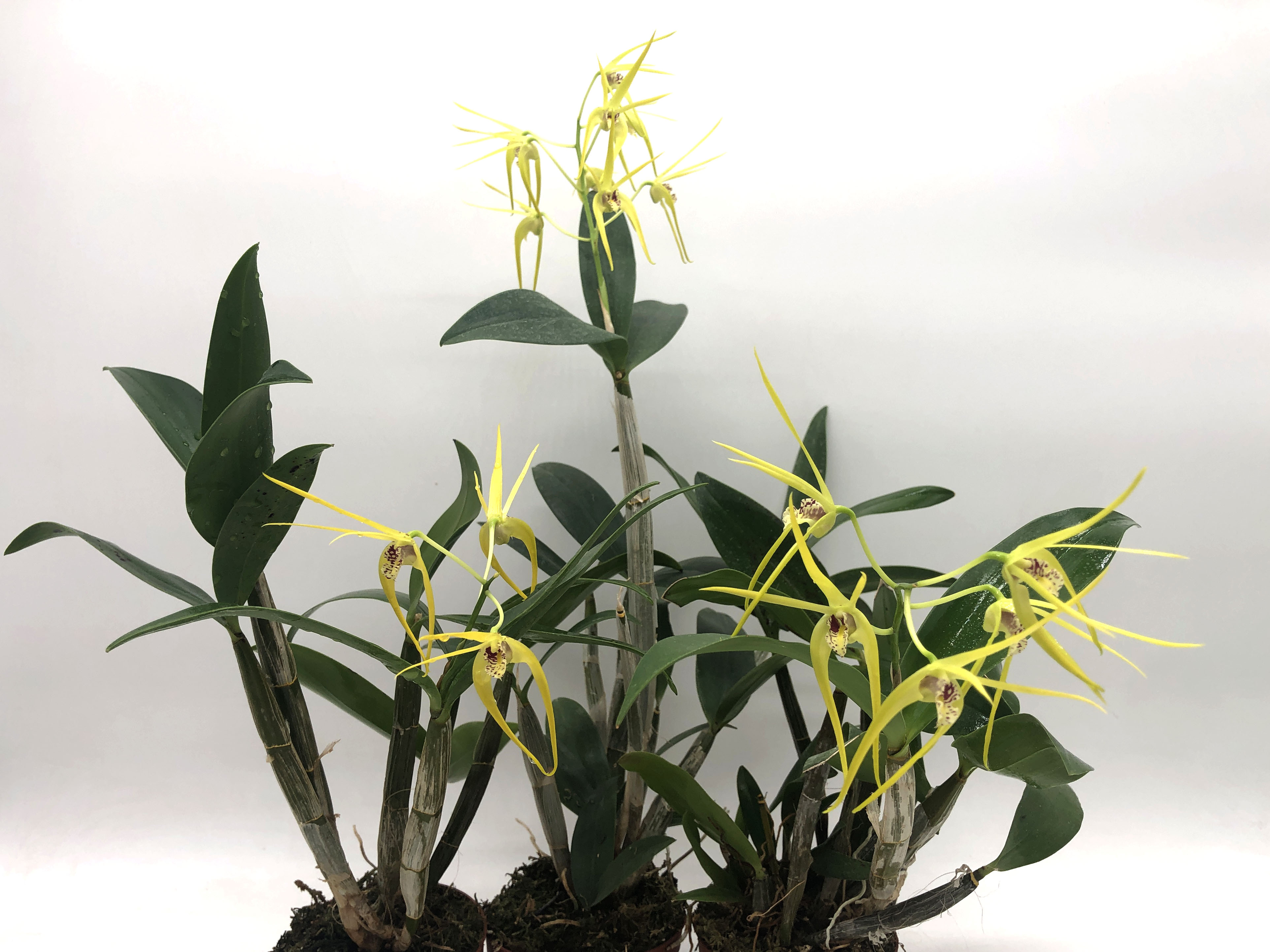 Дендробиум (Dendrobium Hilda Poxon). (2).JPG