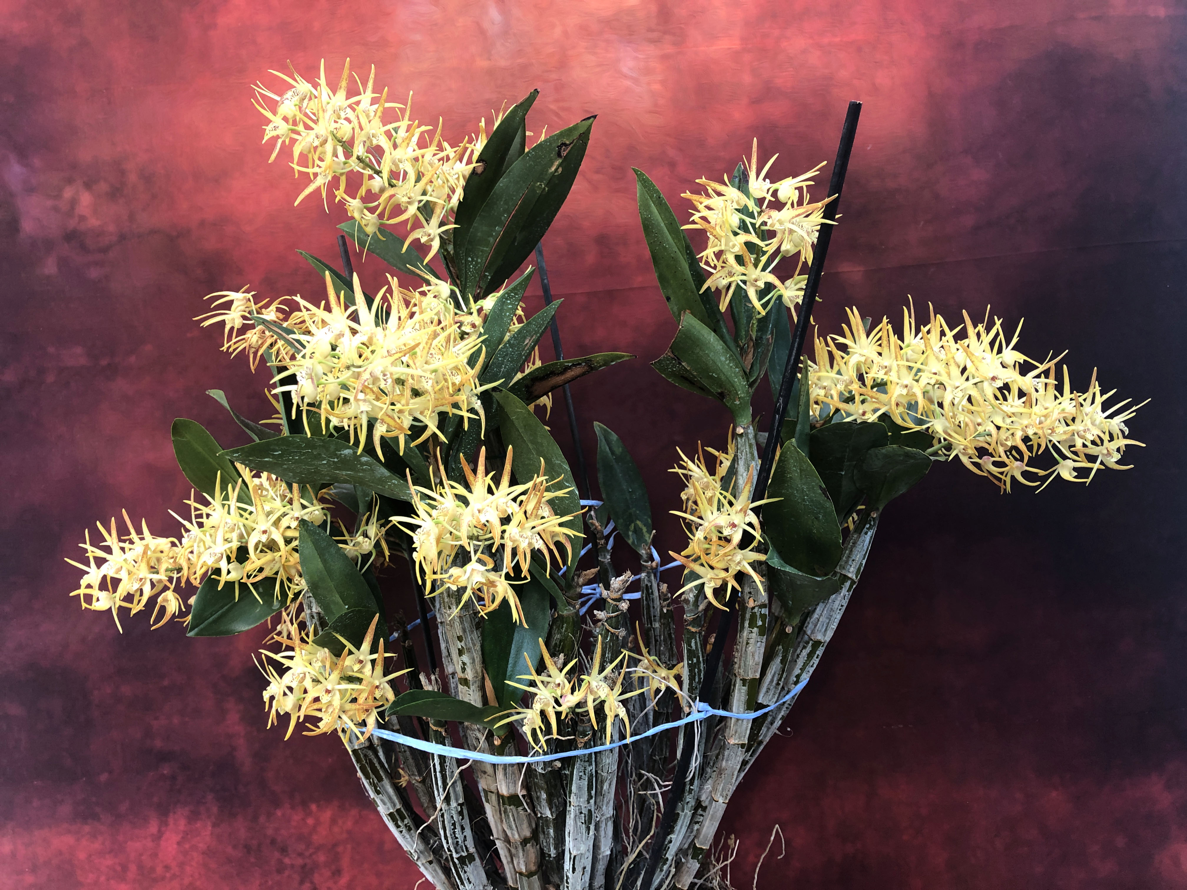 Дендробиум (Dendrobium Hilda Poxon) (3).JPG