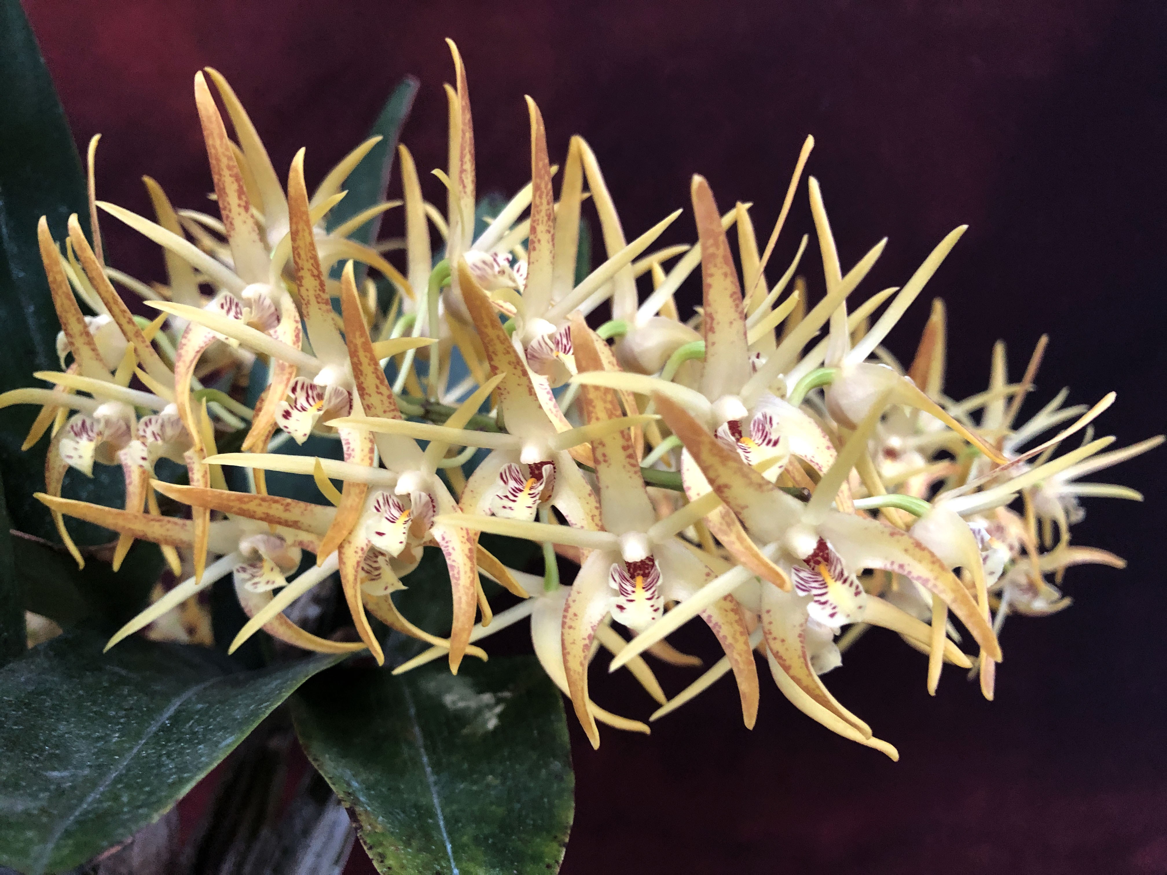 Дендробиум (Dendrobium Hilda Poxon) (2).JPG