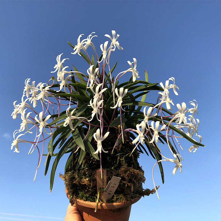 neofinetia falcate juyeong 주영 朱 05.23 Корея.jpg