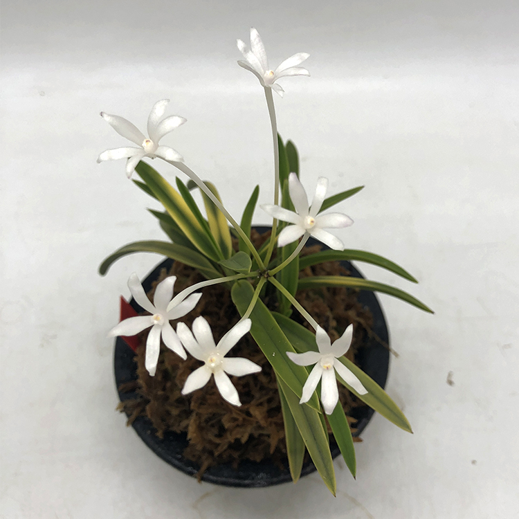 neofinetia falcate Kinboshi 金星05.23 Япония.jpg