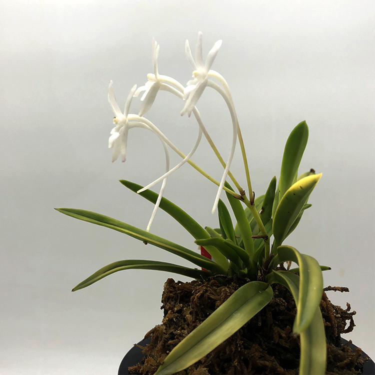 neofinetia falcate Kinro kaku 金鏤閣 05.23 Япония.jpg