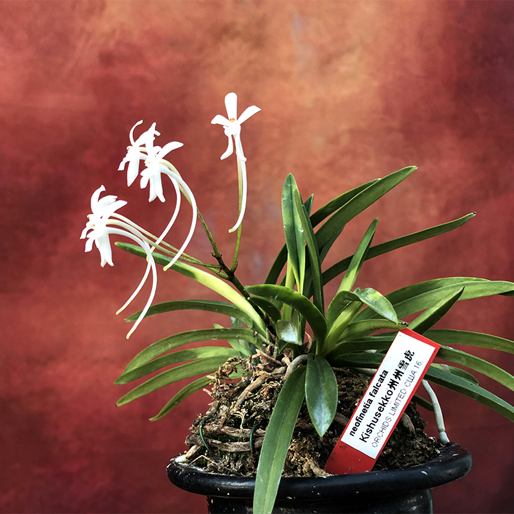 neofinetia falcate Kishusekko州州雪虎 05.23 Япония.jpg