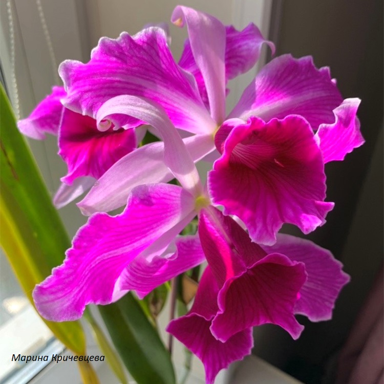Laelia purpurata var.flammea(Seidel)..jpg
