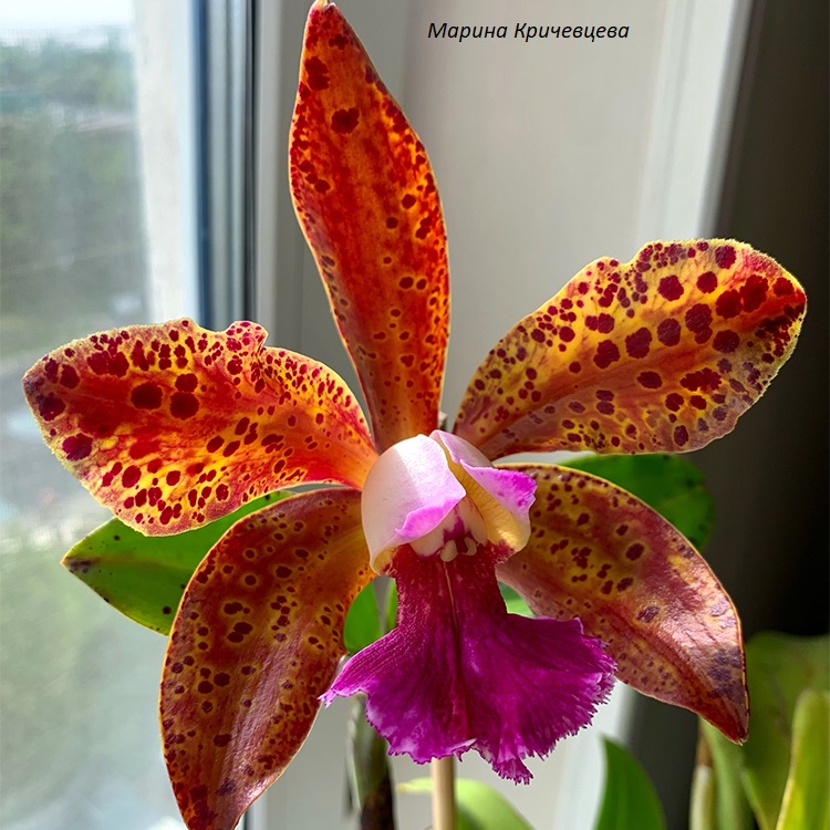 Blc. Waianae leopard x Cattleya guttata..jpg