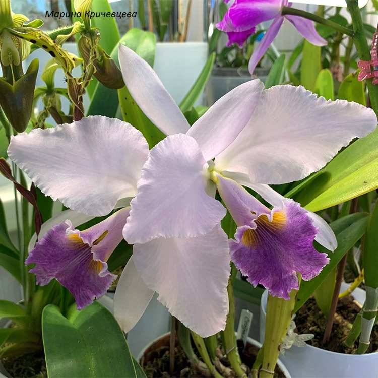 Cattleya gaskelliana coerulea(Seidel)..jpg