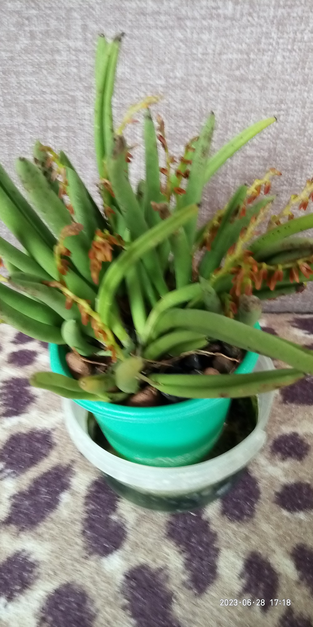 pleurothallis teres а.jpg