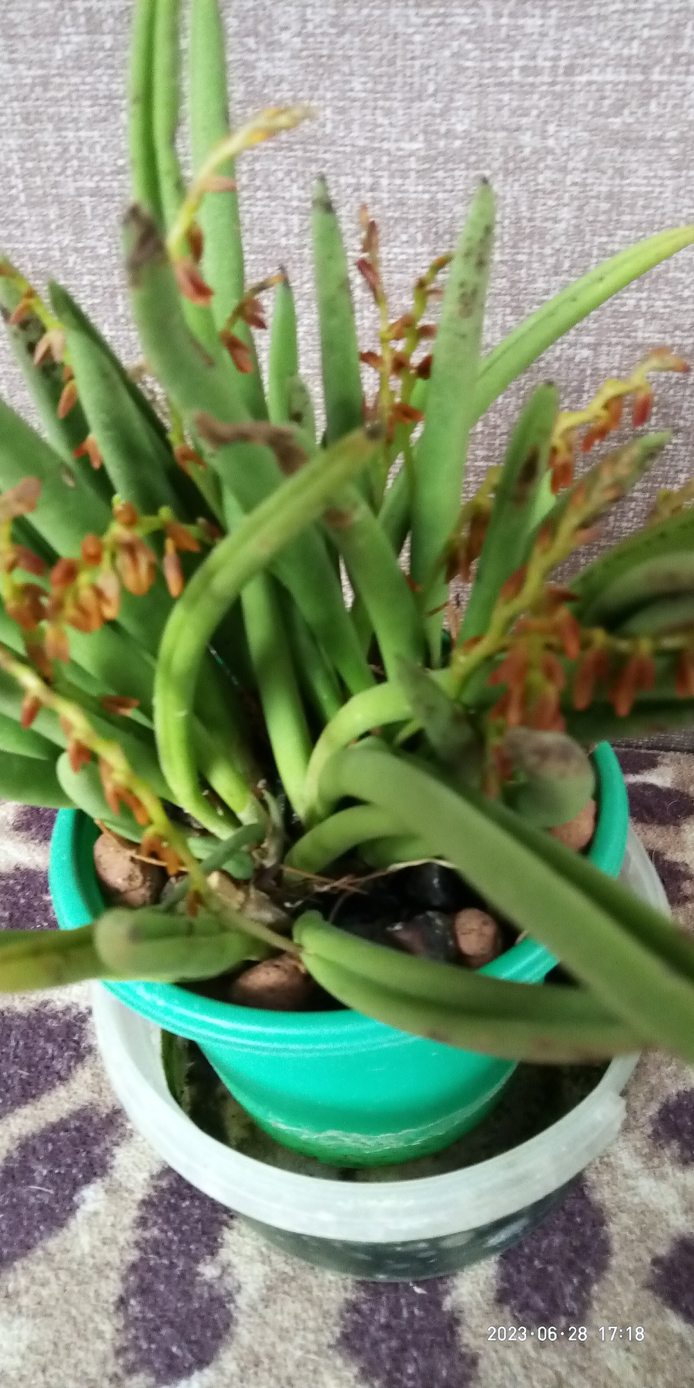 pleurothallis teres в.jpg