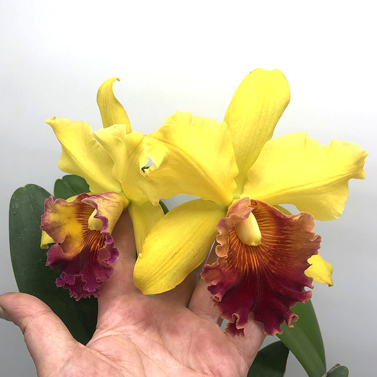 Blc. Rodrigo Suzuki...JPG