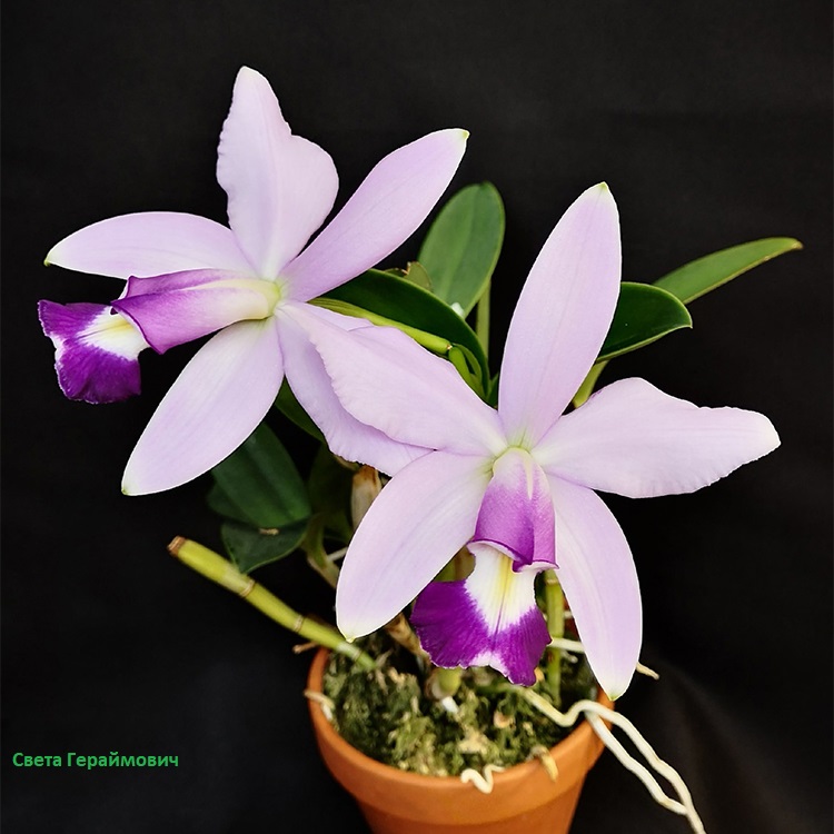 Cattleya violacea coerulea x sib ('K.S. #1' x 'K.S. #2') , Ching Hua Orchids..jpg