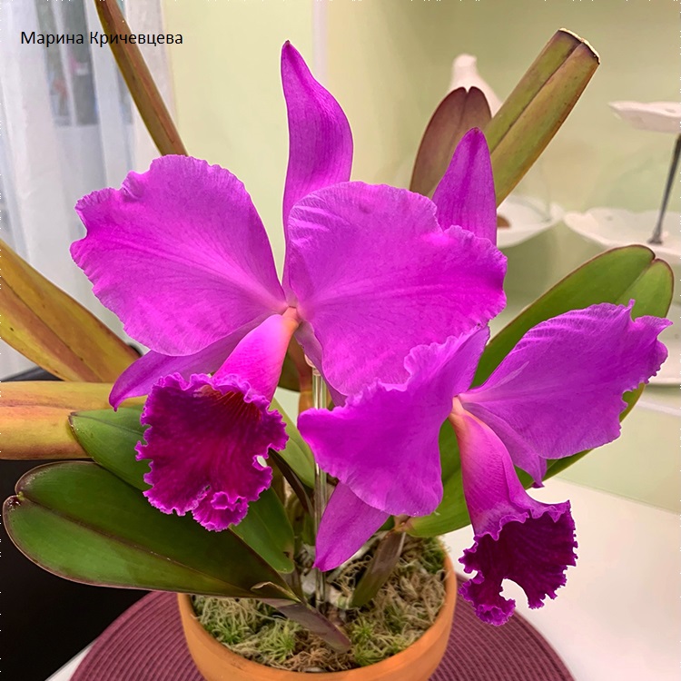Cattleya labiata var. rubra 'Ching Hua #1' ..jpg